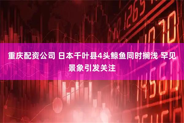 重庆配资公司 日本千叶县4头鲸鱼同时搁浅 罕见景象引发关注